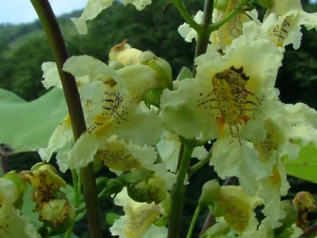 キササゲ花