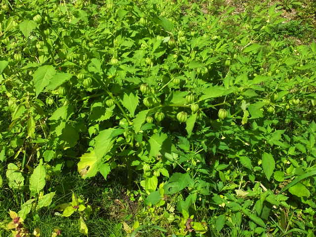 ヒロハフウリンホオズキ