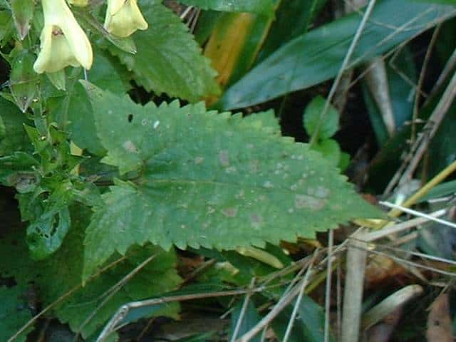 キバナアキギリ葉