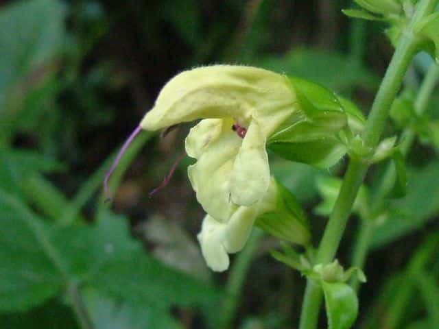 キバナアキギリ花