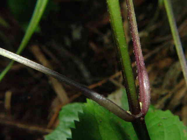 キバナアキギリ茎
