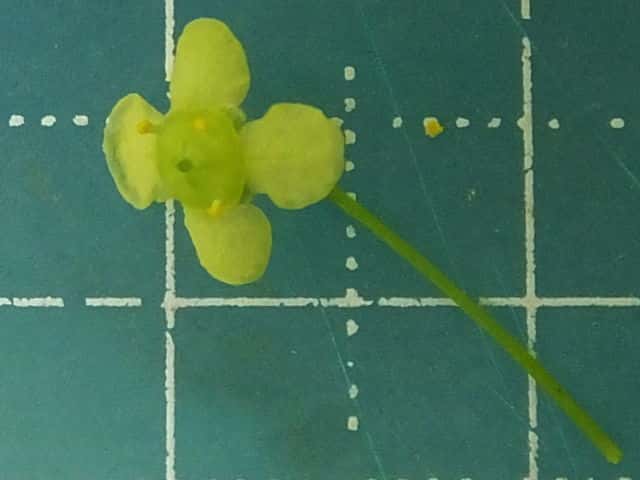 ニシキギ花