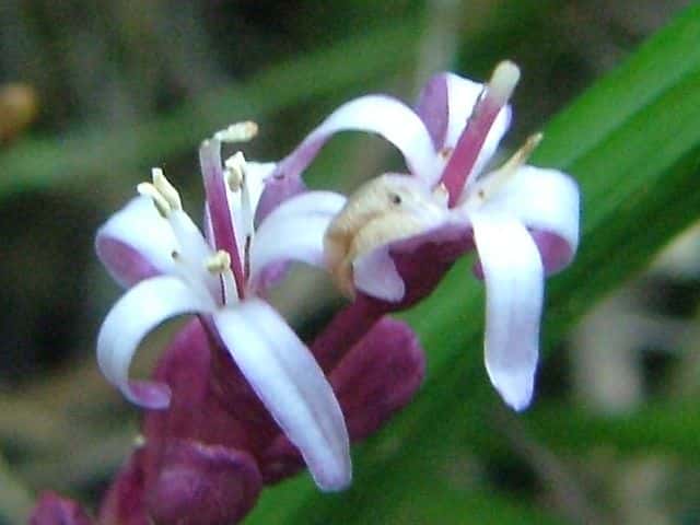 キチジョウソウ