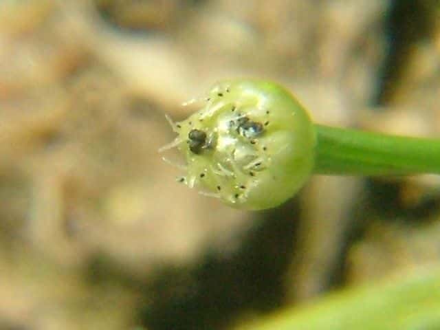 ヒロハノイヌノヒゲ