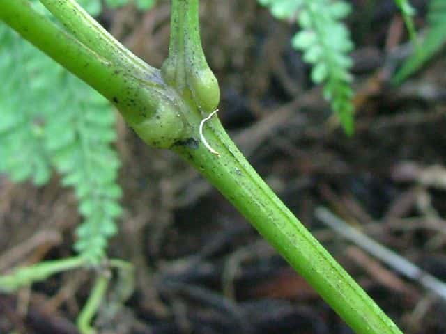 サラシナショウマ茎