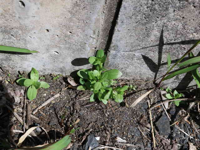 ハナハマセンブリ