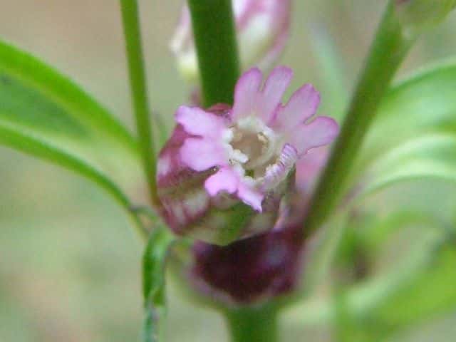 フシグロ花
