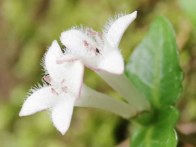 ツルアリドオシ花