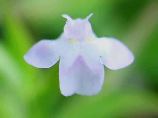 エダウチスズメノトウガラシ