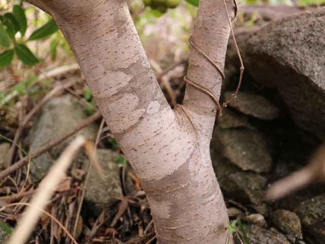 トベラ樹皮