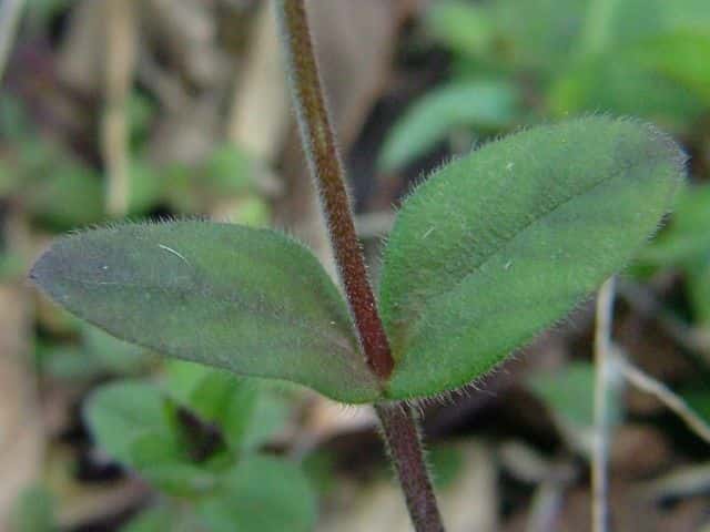 ミミナグサ葉