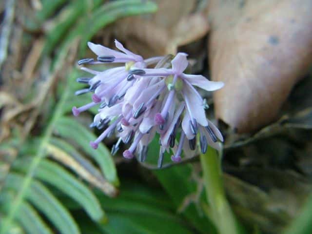 ショウジョウバカマ