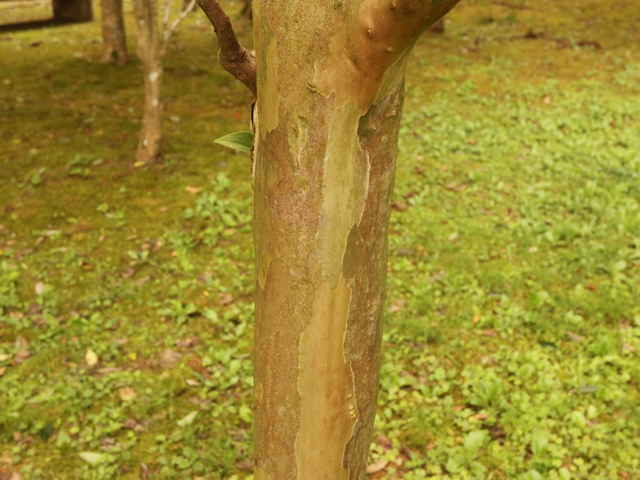 ナツツバキ樹皮