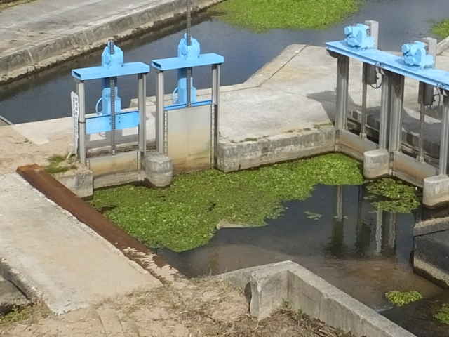 アマゾントチカガミ